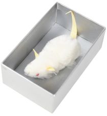 Mouse in a Box Novelty