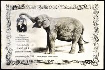 Kassner and his Disappearing Elephant Postcard